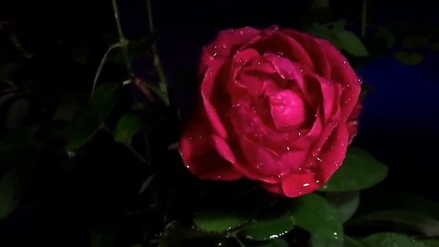 Андрей Дементьев - Когда тебя я обнимаю трепетно смотреть онлайн