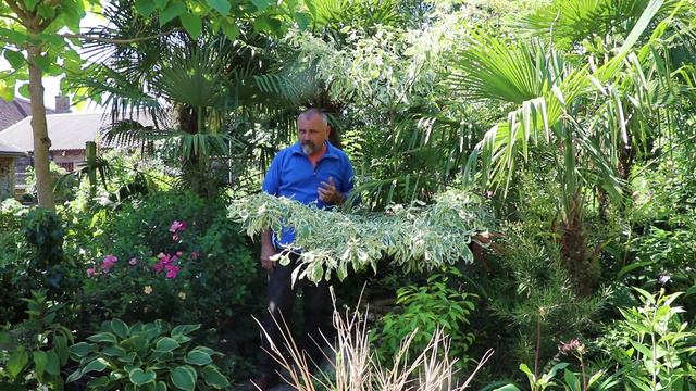 What To Do In Your Garden 29th June 2018 смотреть онлайн