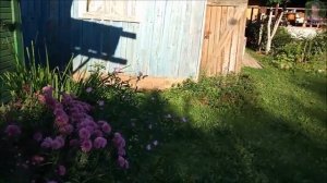 Осы как избавиться и бороться. Защита урожая и пасеки от ос.