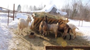 Кровь в молоке у козы. Послеродовая слабость сосудов.
