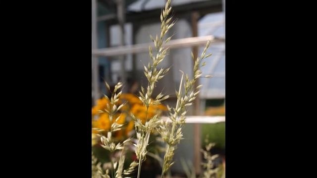 РАЙГРАС (ARRHENATHERUM) сем. Мятликовые смотреть онлайн