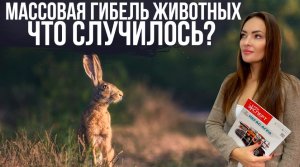 МАССОВАЯ ГИБЕЛЬ ЖИВОТНЫХ НА ЮГЕ РОССИИ. КТО ВИНОВАТ?