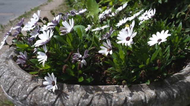 Budget vintage lenses on medium format mirrorless cameras, Hasselblad X1D II Canon FD 35mm f3.5 len смотреть онлайн