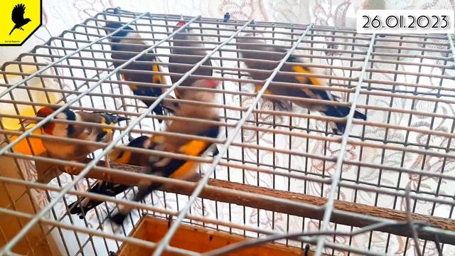 Goldfinch Russia #Carduelis #catchingbirds #birds #bird #animal #nature #2023 #ornithology смотреть онлайн