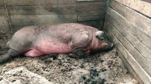 Самая большая свинья в мире