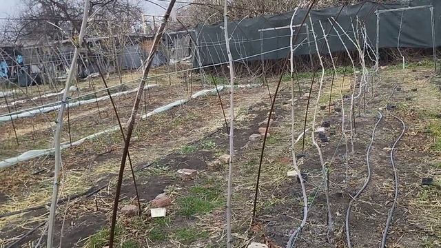 Весенние работы на ежевичнике смотреть онлайн