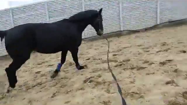 5 марта.День на конюшне с любимым Воданом. смотреть онлайн