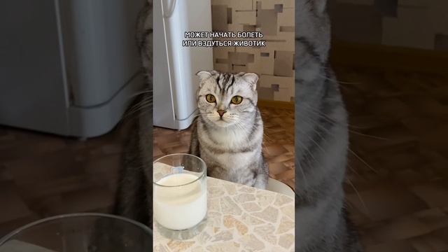 Можно ли кошкам давать молоко? смотреть онлайн