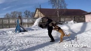 Тренировка в Кемерово. Защитный раздел (ЗКС). Малинуа. Дрессировка собак. Уроки дрессировки собак.