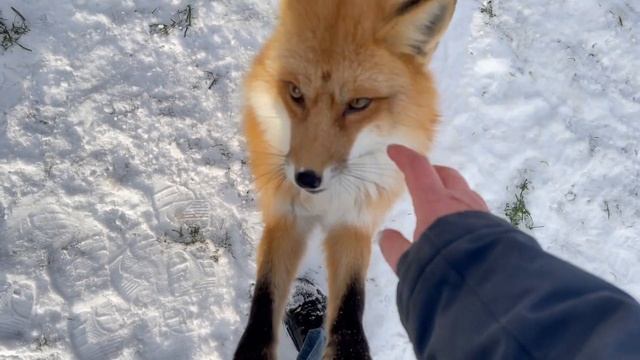 Кусочек экскурсии к лисам и не только / лисьи девки буянят смотреть онлайн