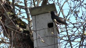 Скворец вселяется в скворечник _ A starling moved in the nest box