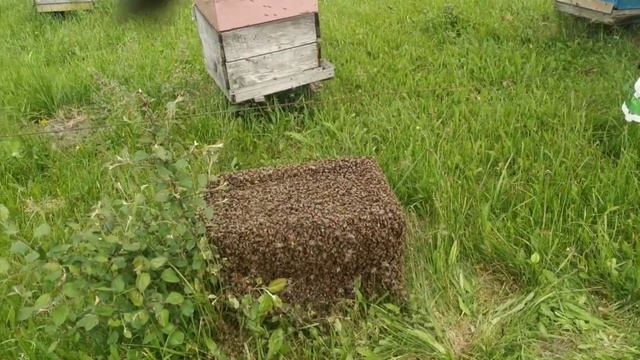 Самый большой рой в моей практике, корпус дадан 12 рамок и 2 магазина по 13 рамок. смотреть онлайн