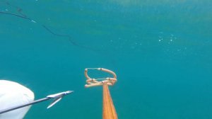 ПОДВОДНАЯ ОХОТА В НОРВЕГИИ. Палтус.Тур в Норвегию wild-fishing-norway.ru
