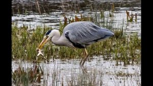 Почему птицы улетают на юг?