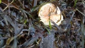 После шторма.Сахалин