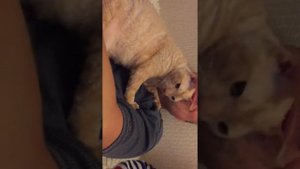 Смешные кошки! Кот Чудик радуется хозяину после разлуки!