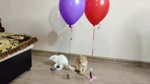 Смешные котята Мия и Лиза, Гелиевые шарики с игрушками. Эпизод 3
