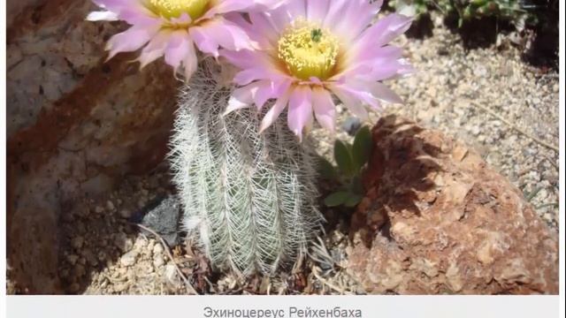 Эхиноцереус – красивые стебли, яркие цветы смотреть онлайн