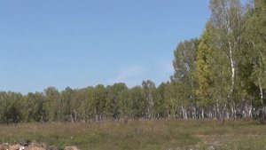 Озеро Вассинское, березовый лес на берегу озера. Природа Новосибирской области. Тогучинский район.