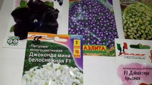 ПЕТУНИЯ ДЖОКОНДА F1.ОДИН ИЗ САМЫХ ЛУЧШИХ СОРТОВ СРЕДИ ПЕТУНИЙ.