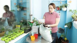 Хочу на дачу. Выгонка нарциссов