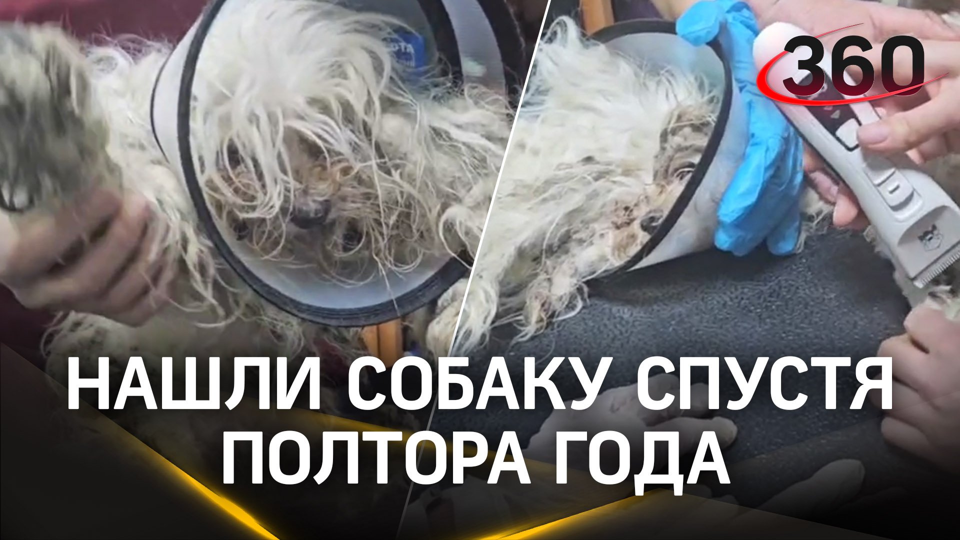 Жизнь собачья: пес пропал полтора года назад в Подольске. Все это время он выживал в лесу один