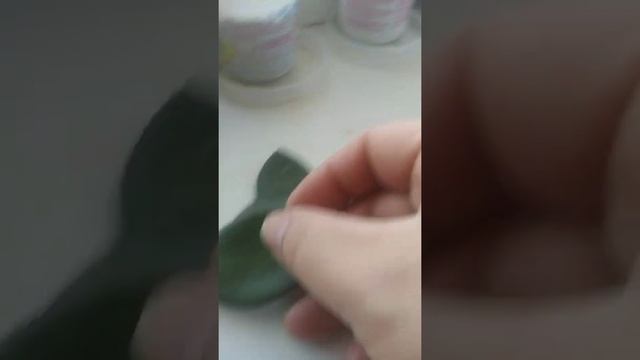 Посадка черенка толстянки