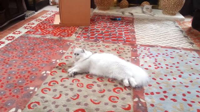 Hercules AKA King Tuts on Animal Planet Too Cute looking handsome смотреть онлайн