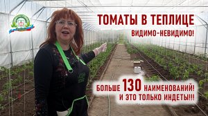 Майские праздники - хорошее время для высадки рассады высокорослых томатов в теплицу.