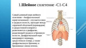 ШЕЙНОЕ СПЛЕТЕНИЕ