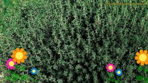 Тимьян (Чабрец) обыкновенный Фредо Стронг. Краткий обзор, описание thymus vulgaris Fredo Strong