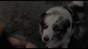 Знакомьтесь, пёс I Трейлер (Дубляж, 2024) Мелодрама, комедия