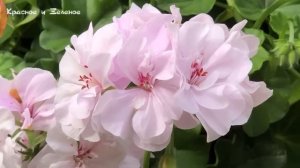 Цветочные композиции в корзинах и горшках для сада. Часть2