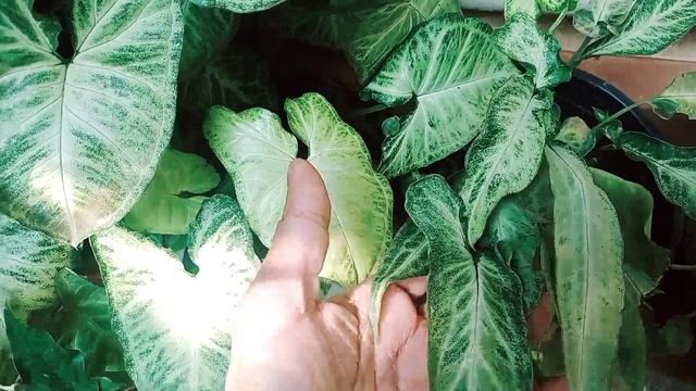 സിങ്കോണിയം plant varieties കണ്ടാലോ..... Syngonium care and propagation Malayalam #fabsworld #care