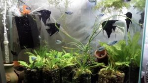 Аквариум  со скаляриями.