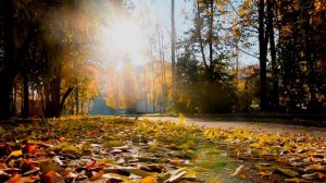 ВАЛЬС ЛИСТЬЕВ Футаж