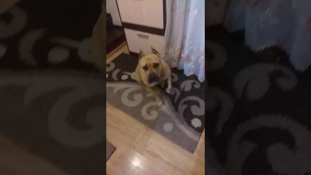 Не получишь вкусняшку пока не доешь свою еду! Руфочка стаффордширский терьер. смотреть онлайн