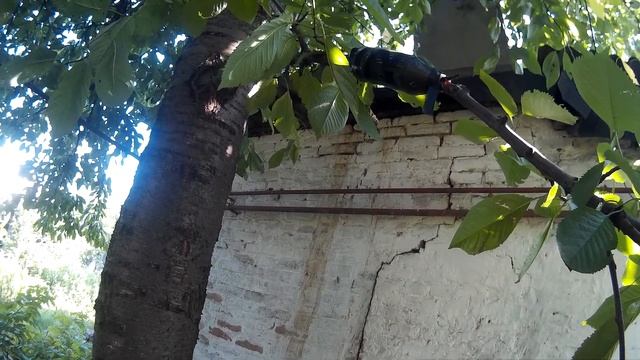 Размножение Деревьев методом Воздушной Отводки, Весной. Прививка, Окулировка. Результат