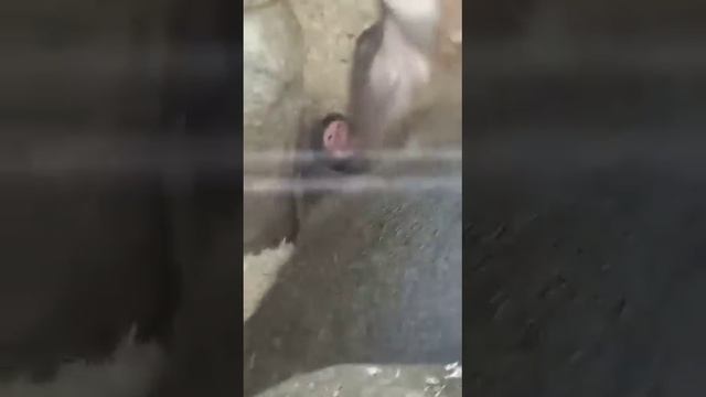 Ура! У Гамадрил Павиан появился малышик! Hurray! Hamadryas Baboons have a baby! смотреть онлайн