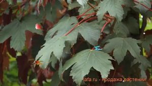 Клен ложноплатановый Атропурпуреум (acer) ? обзор: как сажать, крупномеры клена Атропурпуреум