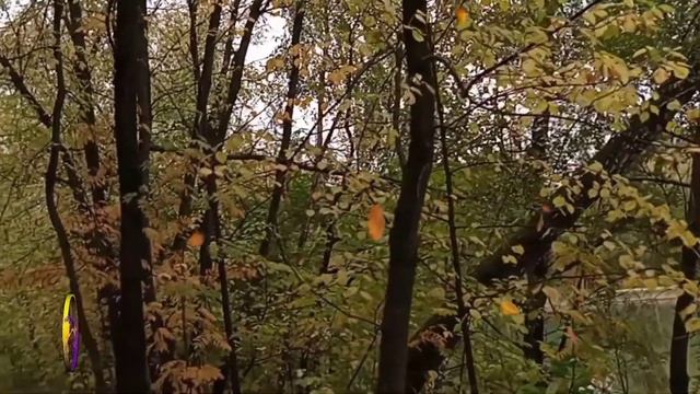 Осень.  Прекрасная музыка и стихи для настроения