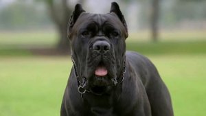 Топ-10 красивых пород собак - Top 10 Beautiful Dog Breeds