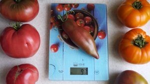 Томат Фиолетовая гордость Весселя (Wessel's Purple Pride) Помидор, который похож на перец!