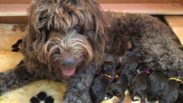 Barbet Moët's Miracle puppies 1 day old. смотреть онлайн