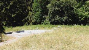 Заброшенные Замки Замок Schloss Dammsmühle Brandenburg/Мои прогулки по Германии.