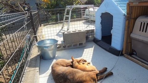 ワガママ、オテンバ、やりたい放題が判明!【狩猟系屋久島犬の子犬チグサ】