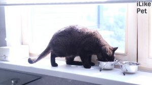 Как сделать так, чтобы кошка меня полюбила?