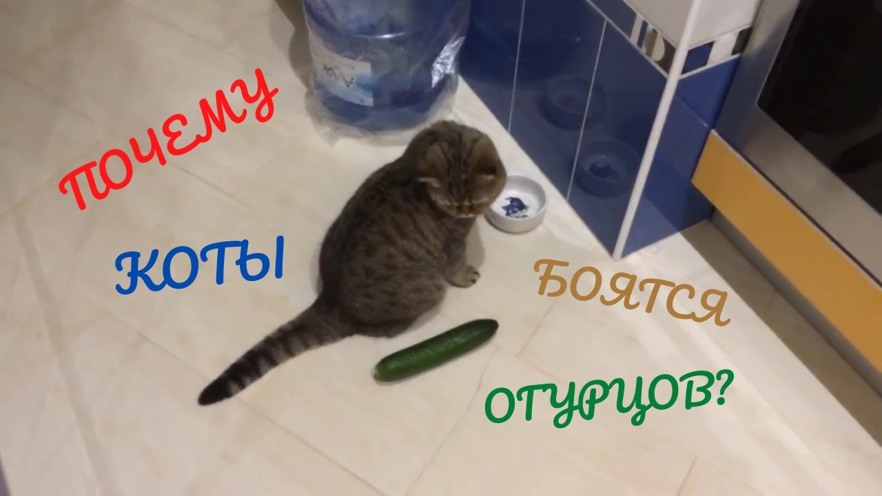 Кот стал пугливый. Коты боятся. Коты боятся огурцов. Приколы как коты боятся огурцов. Почему коты боятся огурцов.