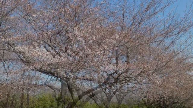 Japanese Koto Improvisation Solo - Relaxation Zen Music - 日本 琴 By tkviper смотреть онлайн