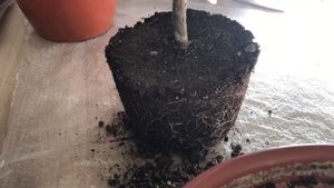 ПЛЮМЕРИЯ ИЛИ ФРАНЖИПАНИ УХОД И ПЕРЕСАДКА